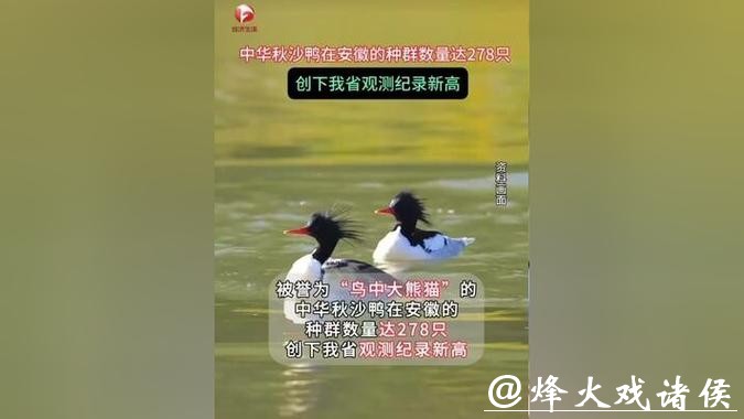 278只，安徽越冬中华秋沙鸭种群刷新纪录